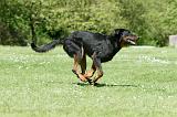 BEAUCERON 838